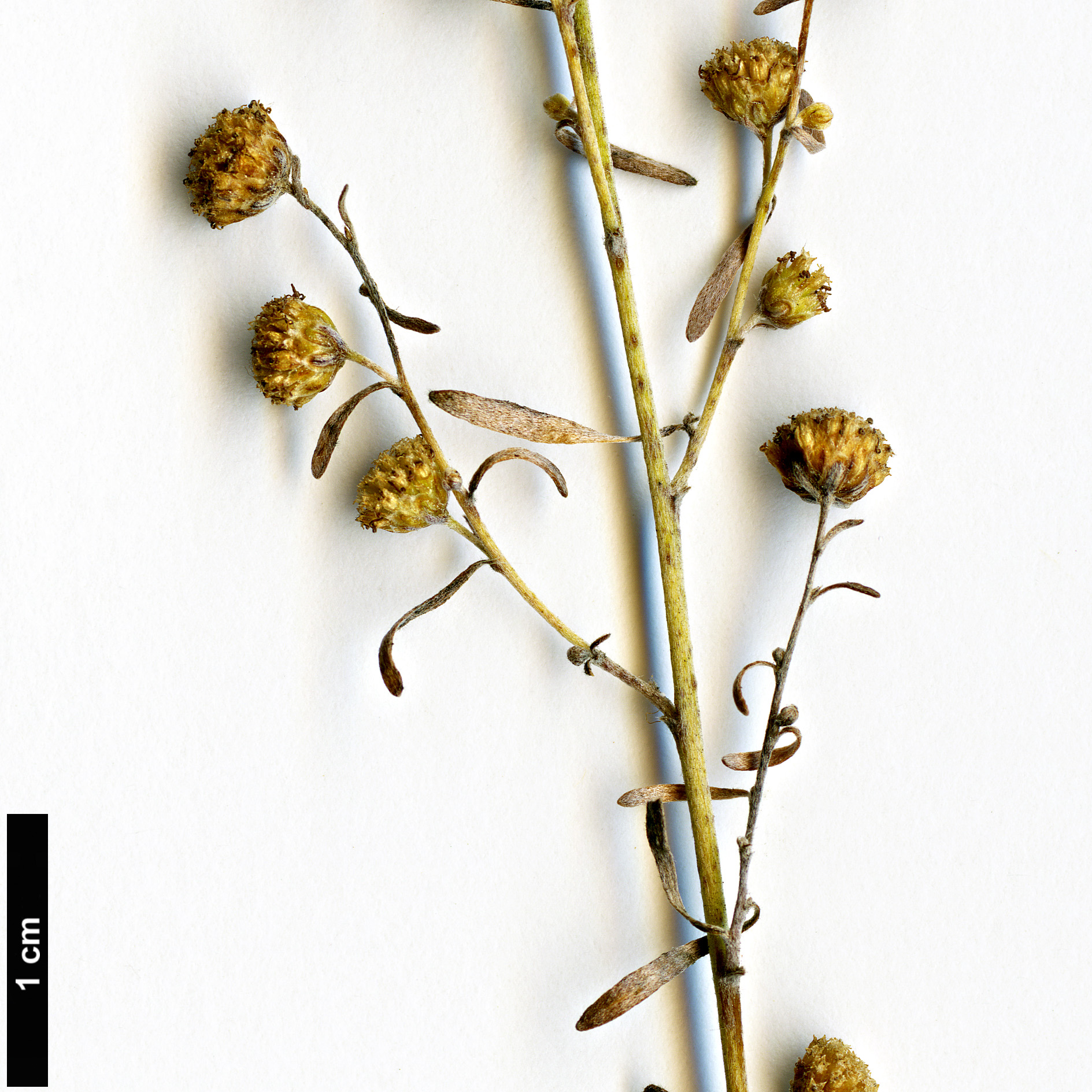 High resolution image: Family: Asteraceae - Genus: Artemisia - Taxon: thuscula